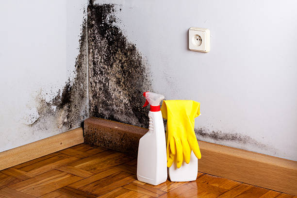 Best Post-Flood Mold Remediation in Greenwood, AR